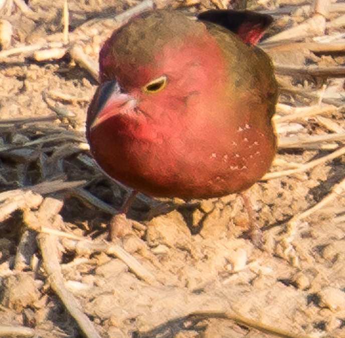 Red-billed Firefinch