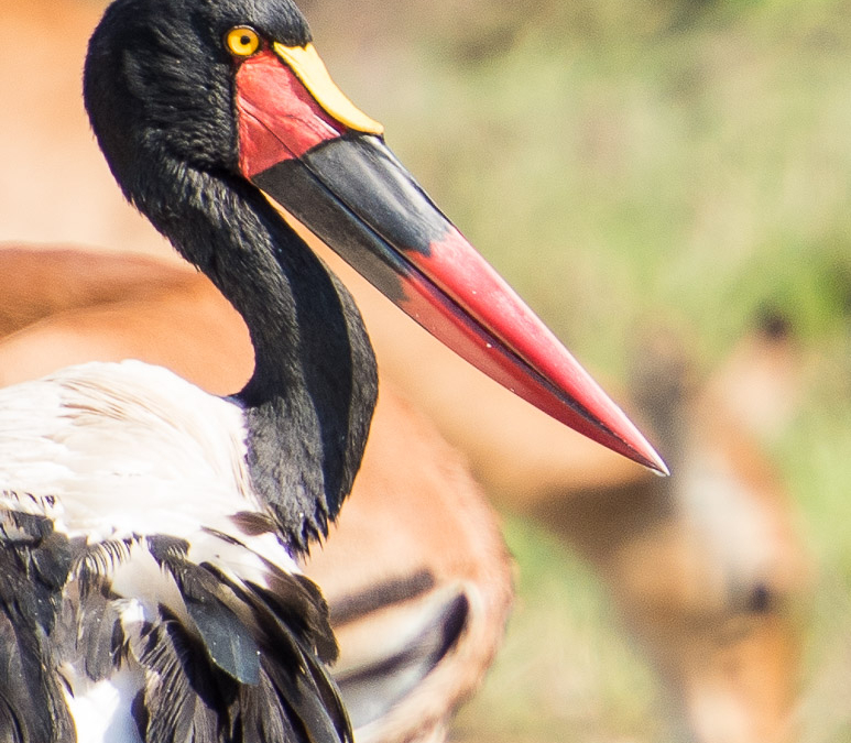 Saddle-billed Stork