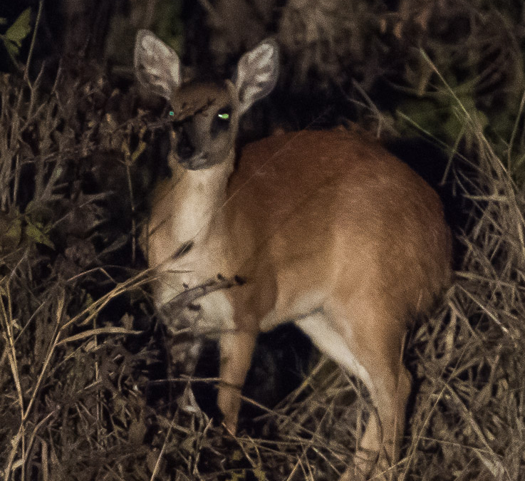 A shy Sharpe’s Grysbok