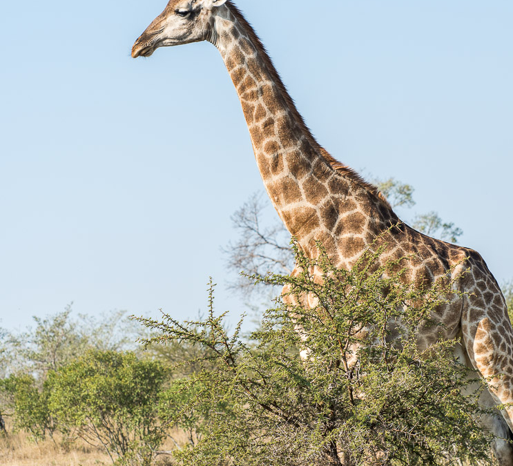 Southern Giraffe