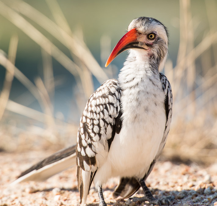 Southern Red-billed Hornbill