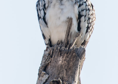 Southern Red-billed Hornbill