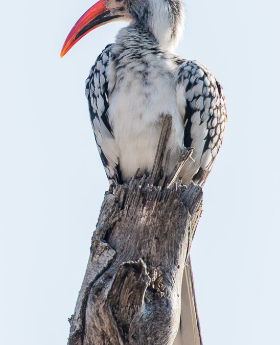 Southern Red-billed Hornbill