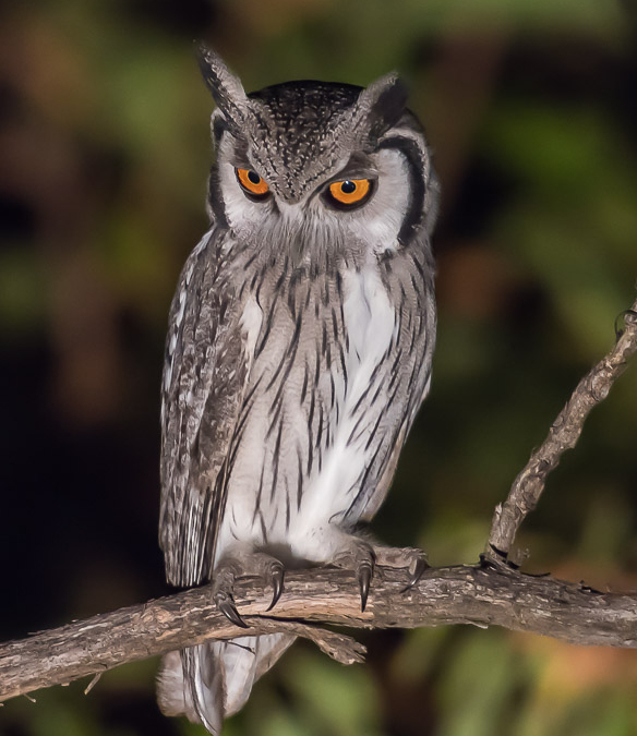 Southern White-faced Scops Owl