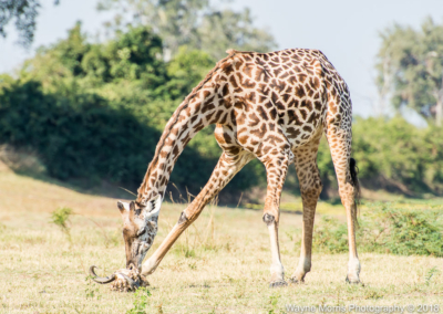 Thornicroft’s Giraffe licking a buffalo skull