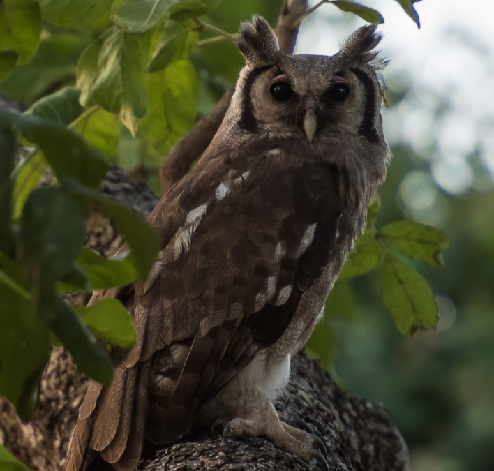 Verreaux’s Eagle Owl