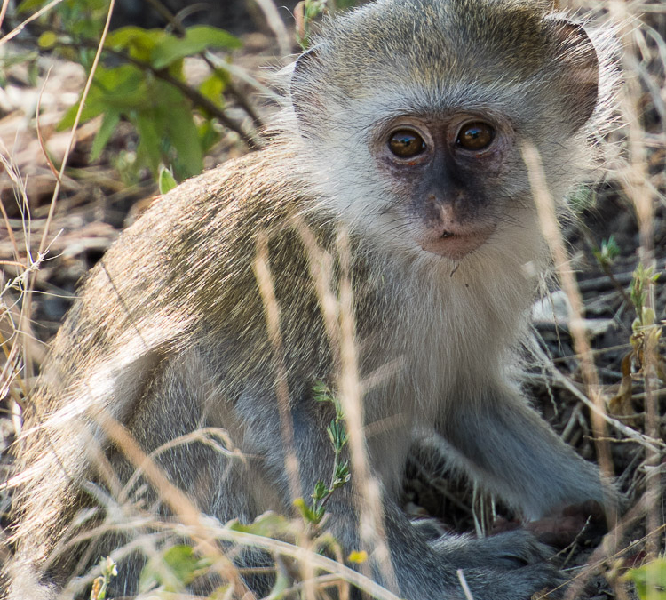 Vervet Monkey baby