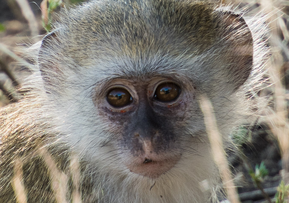 Young Vervet Monkey