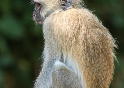 Vervet Monkey sitting on Luangwa Bridge