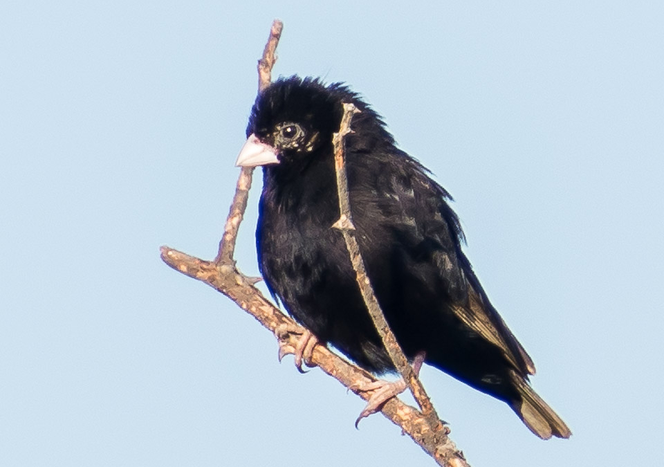 Village Indigobird