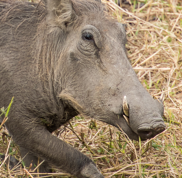 Common Warthog