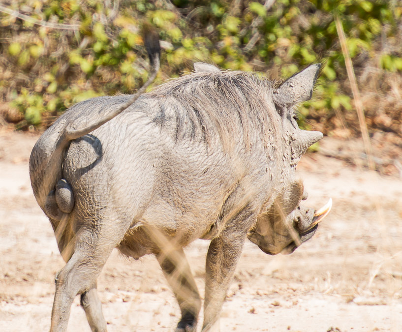 Warthog