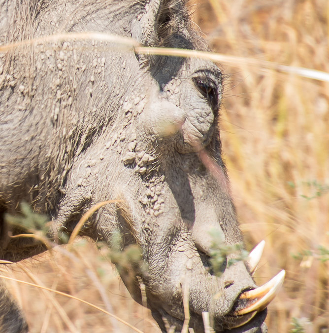 Warthog