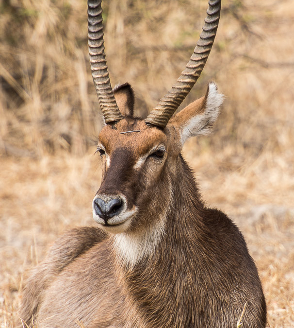 Waterbuck