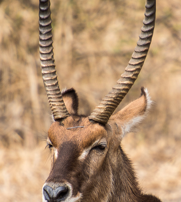 Waterbuck