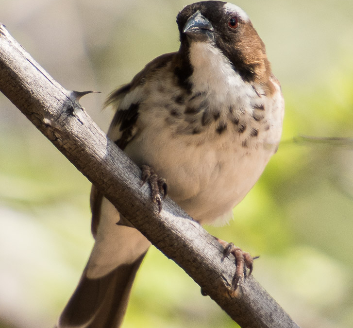 White-browed Sparrow Weaver