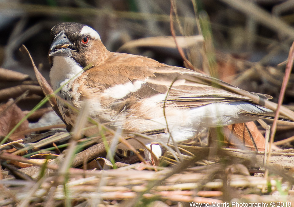 White-browed Sparrow Weaver