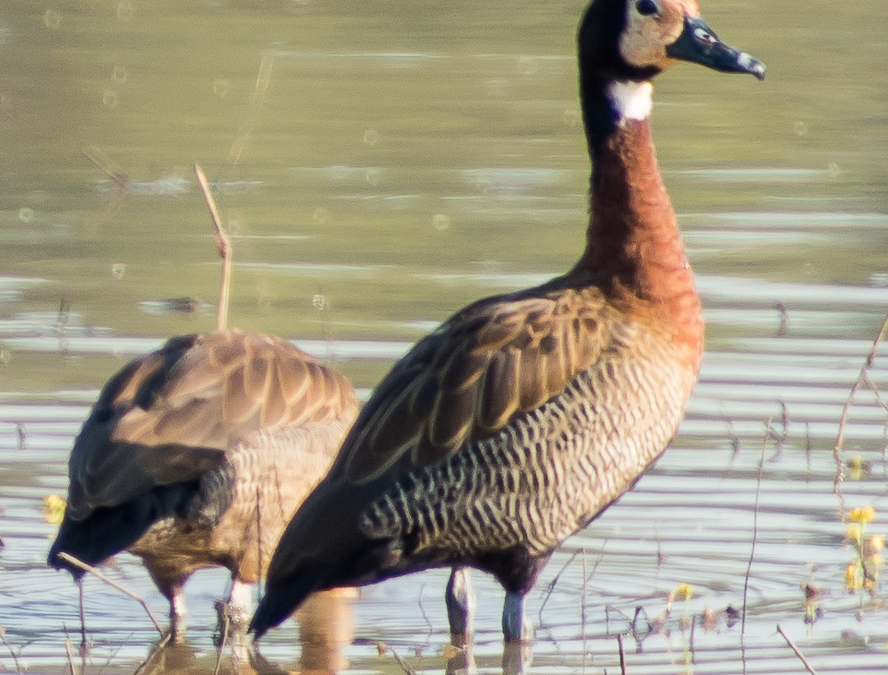 White-faced Whistling Ducks