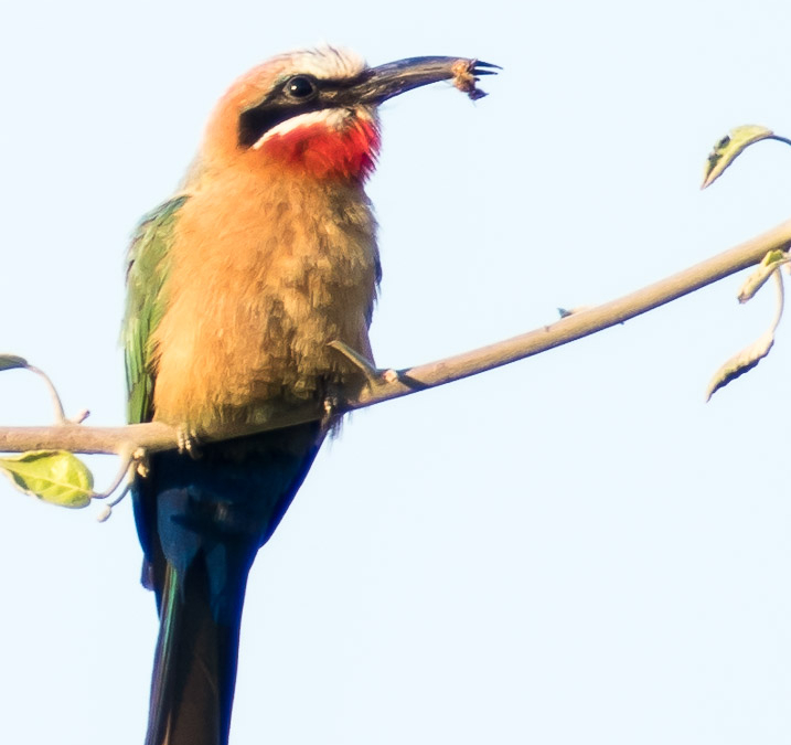 White-fronted Bee-eater