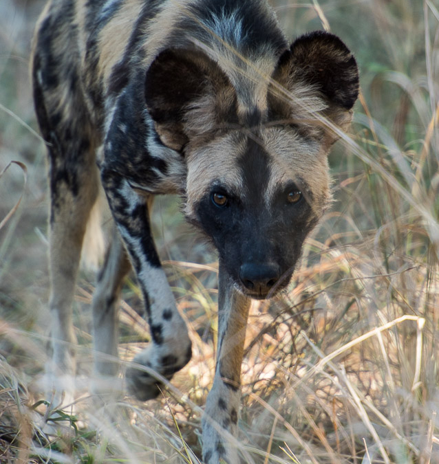 Wild Dog