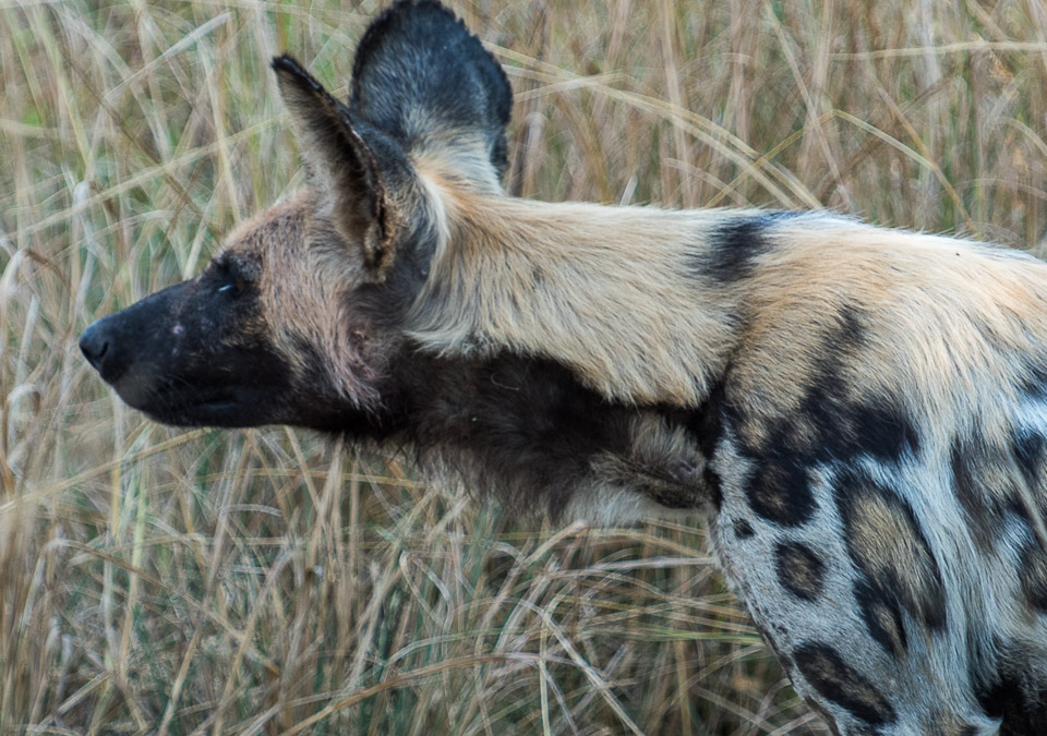 Wild Dog