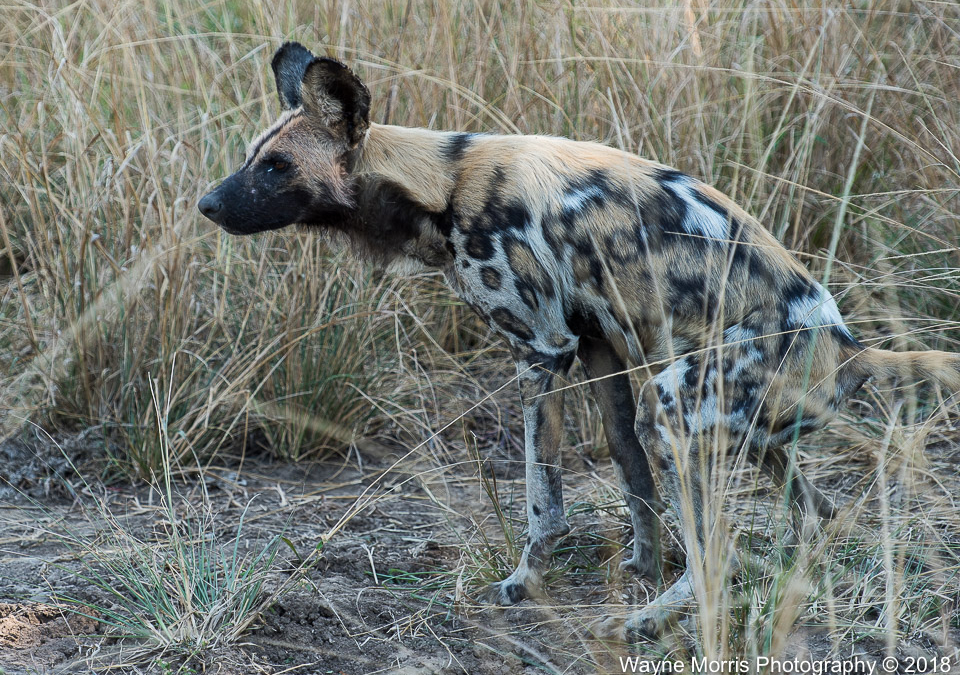 Wild Dog marking its territory