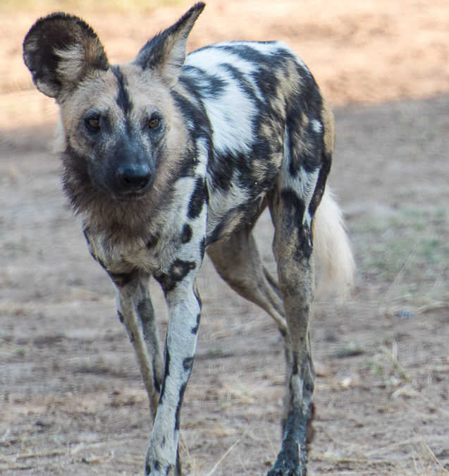 Wild Dog
