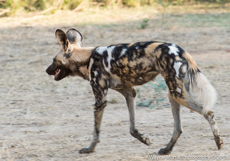 Wild Dog