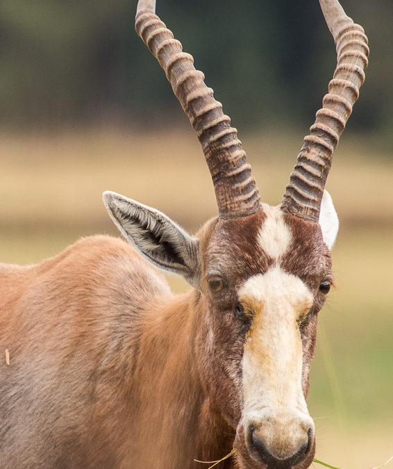 Blesbok