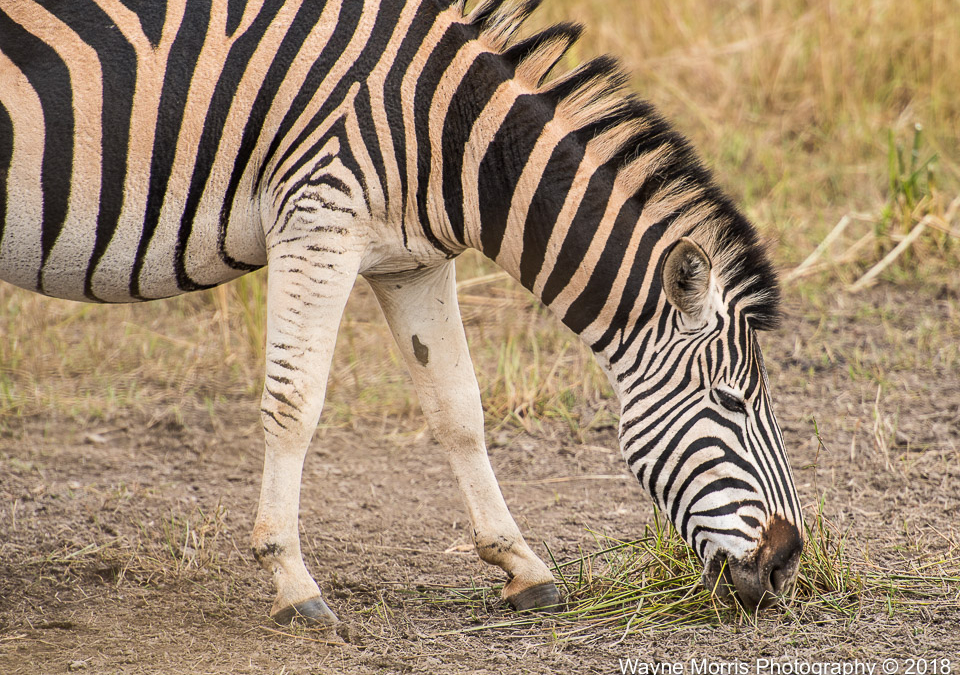 Burchell’s Zebra