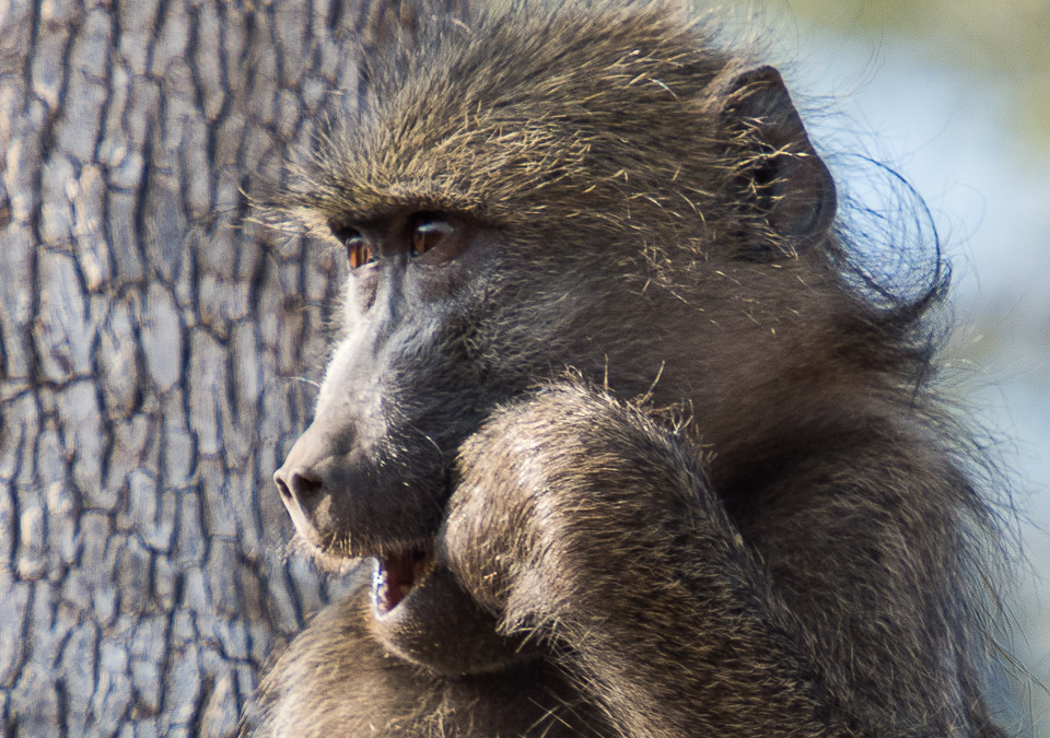 Chacma Baboon