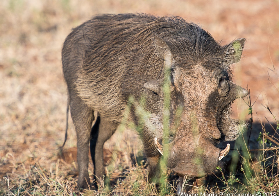Common Warthog