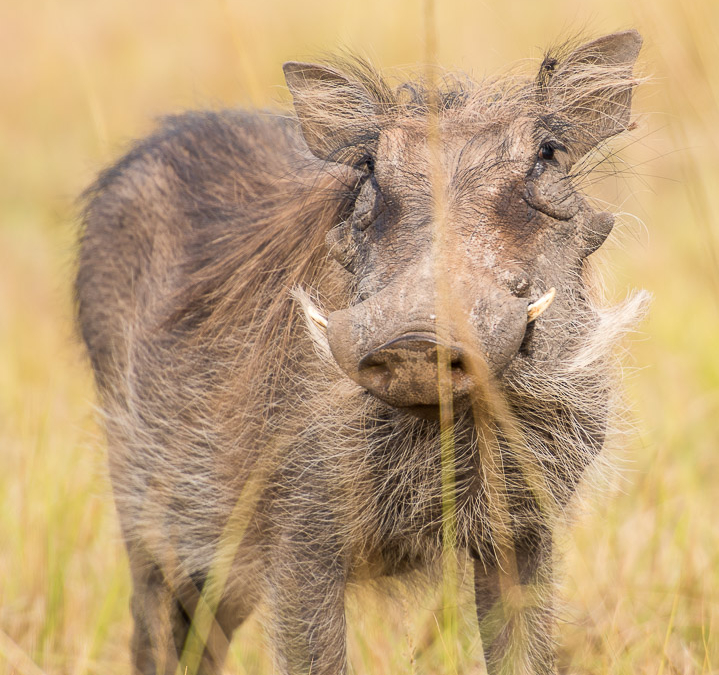 Common Warthog