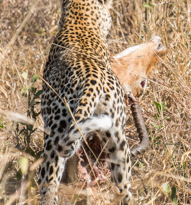 Leopard with an Impala kill