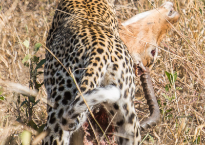 Leopard with an Impala kill