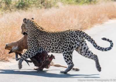 Leopard with its Impala kill
