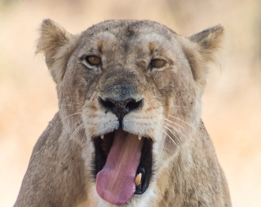 Yawning Lion