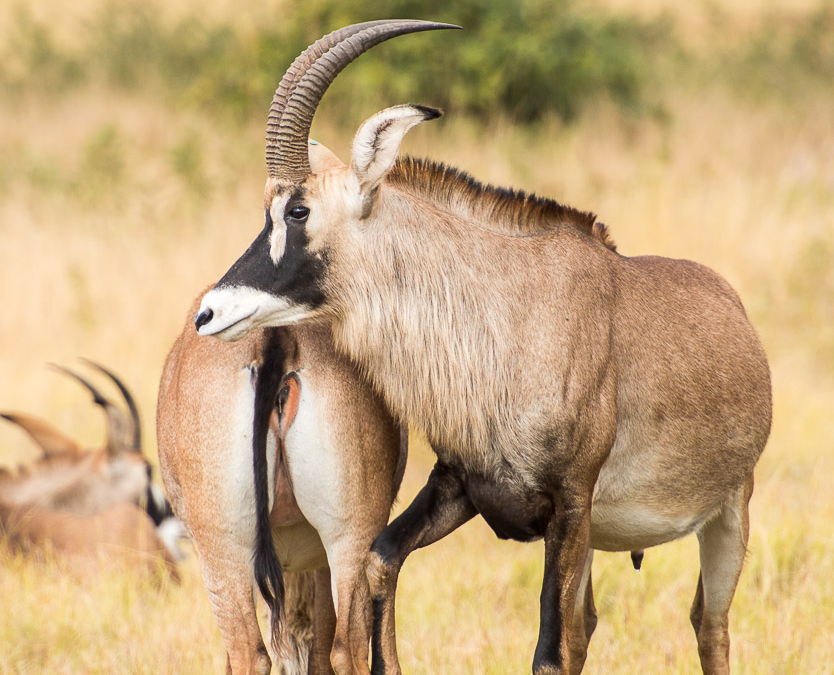 Roan Antelopes