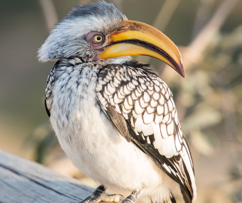 Southern Yellow-billed Hornbill