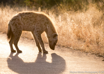 Spotted Hyena at dawn