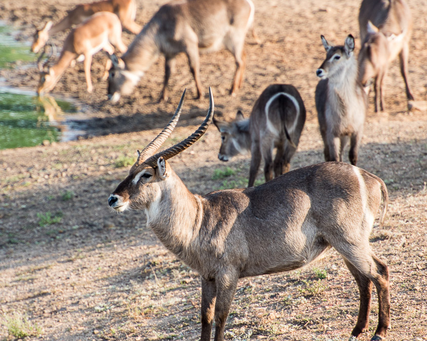 Waterbuck and friends at waterhole