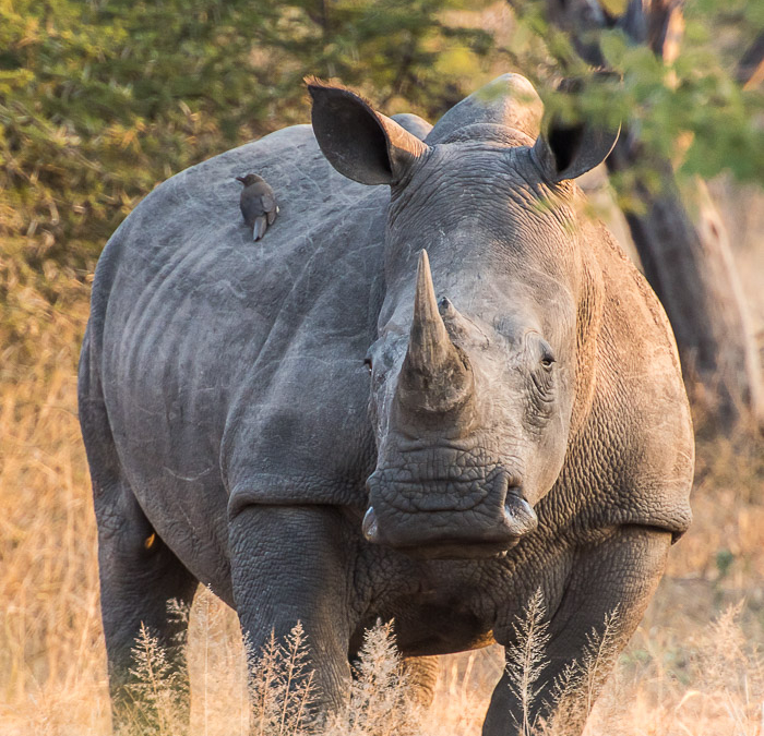 White Rhinoceros