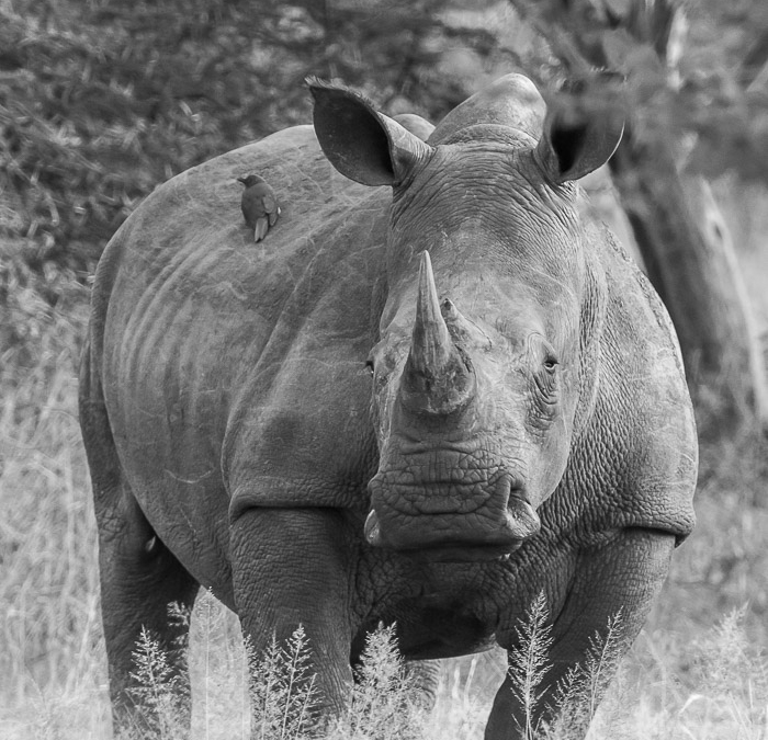 White Rhinoceros