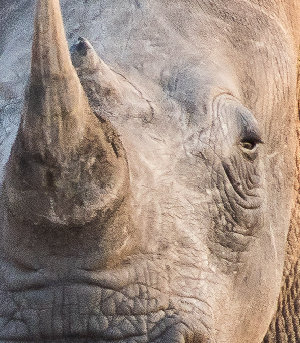 White Rhinoceros
