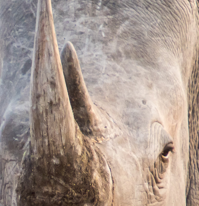 White Rhinoceros