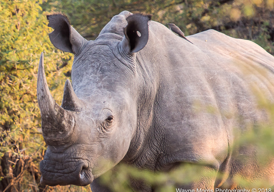 White Rhinoceros