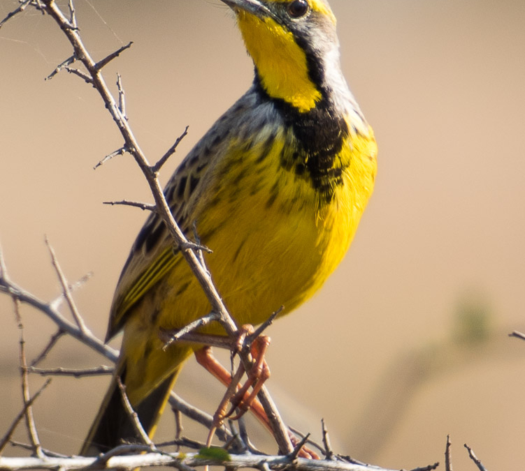 Yellow-throated Longclaw