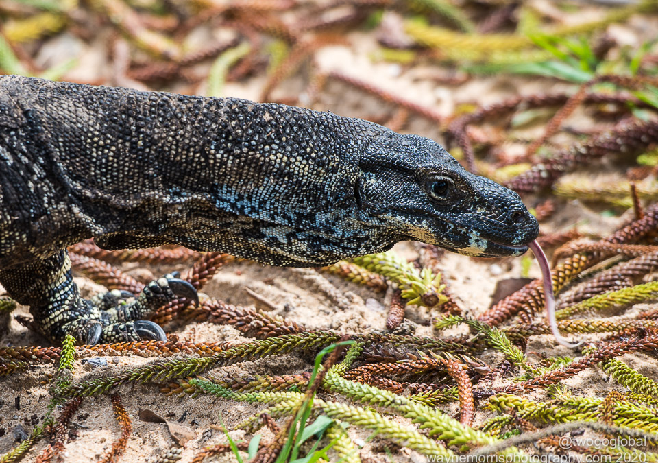 Lace Monitor