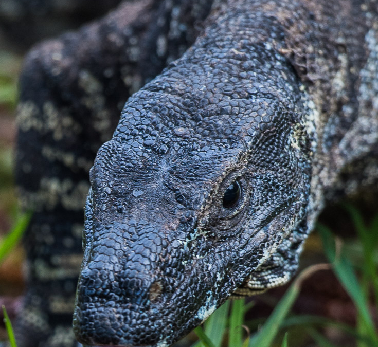 Lace Monitor