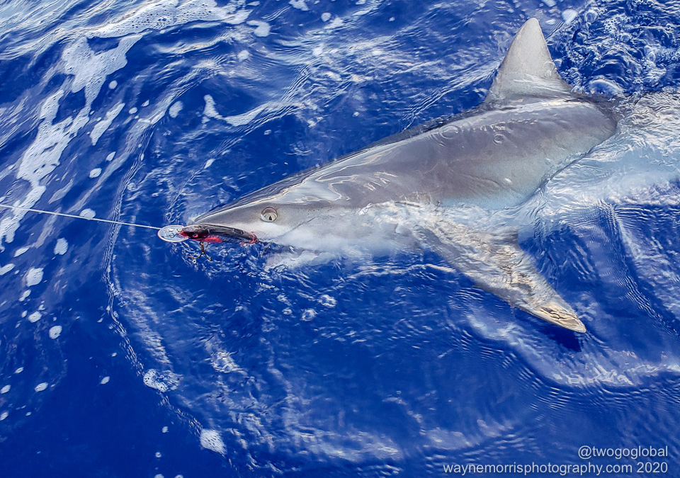 Shark3